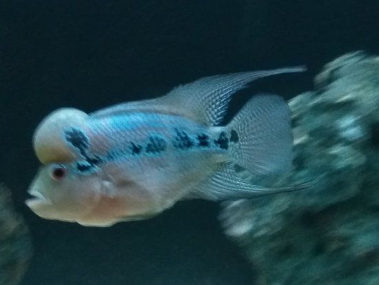 Ganga Aquarium